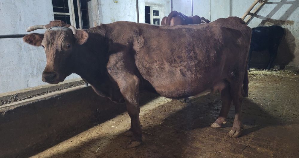 Sigir sotiladi Samarqand