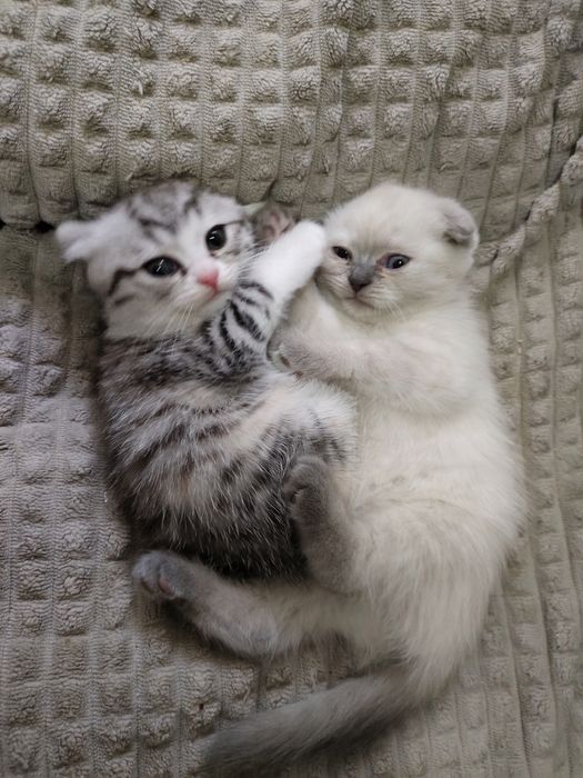Продаются породистые котята скотиш фолды