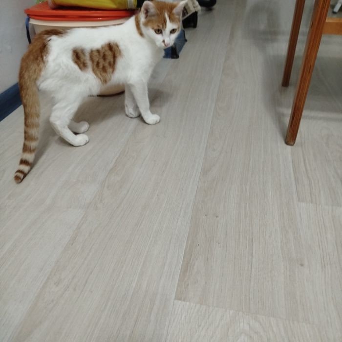 Рыжий котенок ищет любящий дом