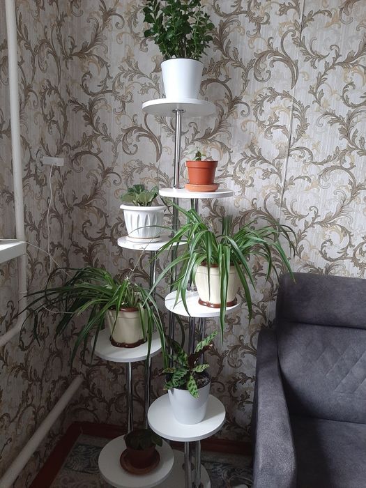 Цветы комнатные, разные)