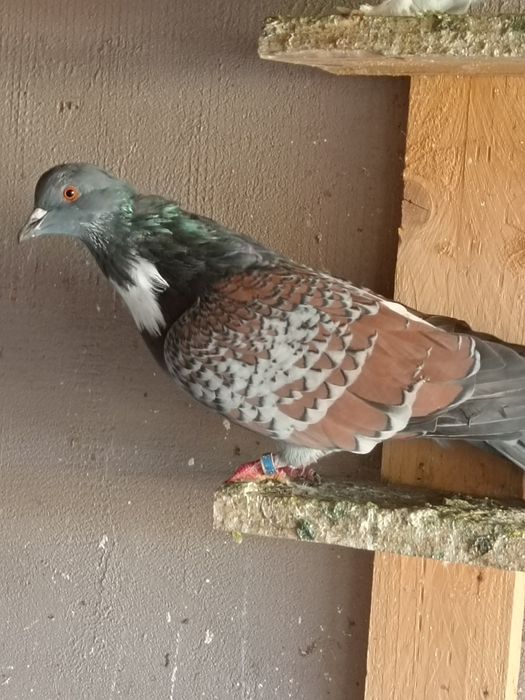 Porumbei de vânzare sau schimb cu găini de rasă