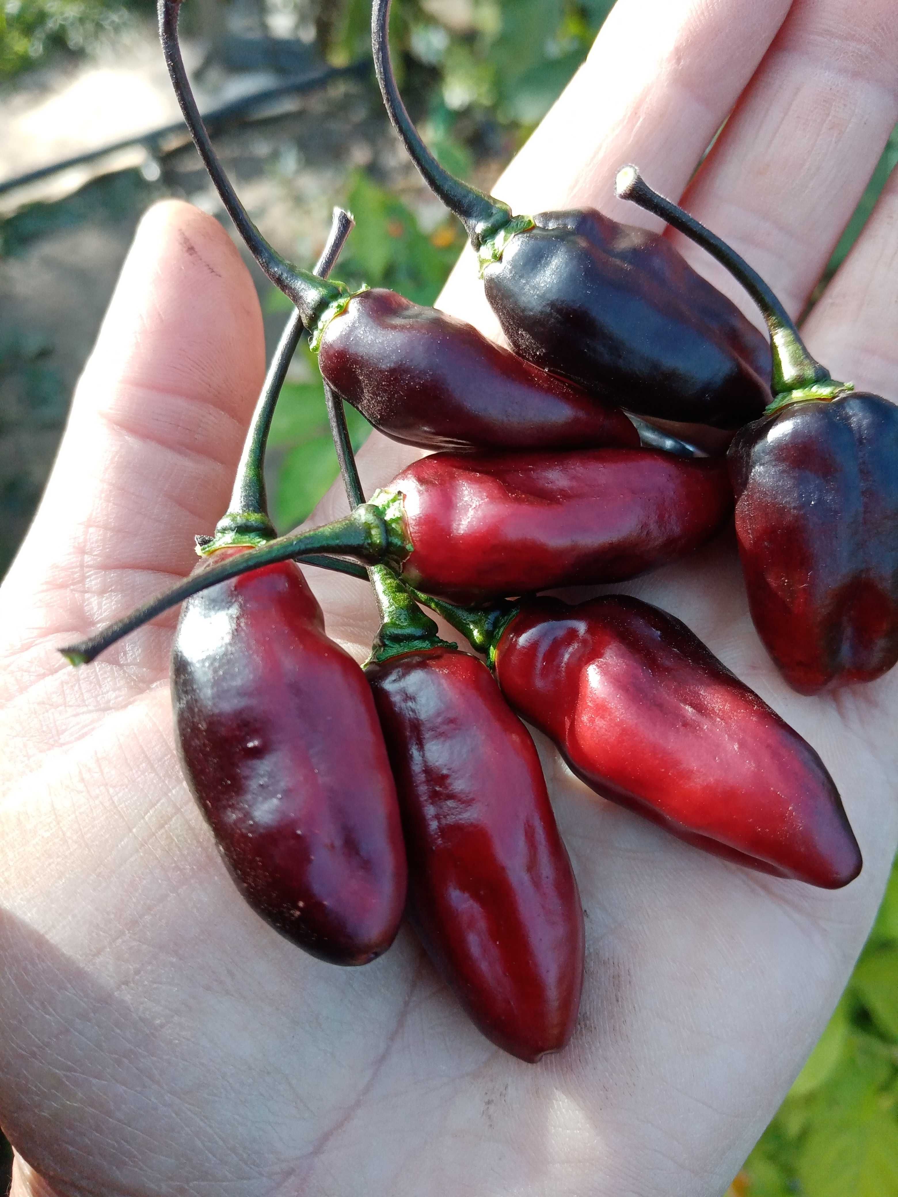 seminte ardei iuti ( carolina reaper, aji charapita, bhut jolokia )