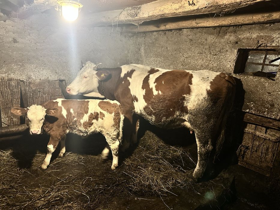Se ofera spre vanzare vaca cu vitel!