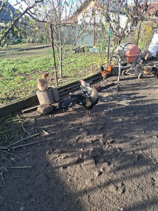 Vand sau schimb bibilici