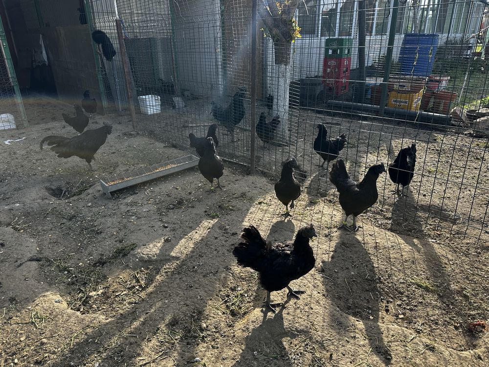 Ayam Cemani gaini