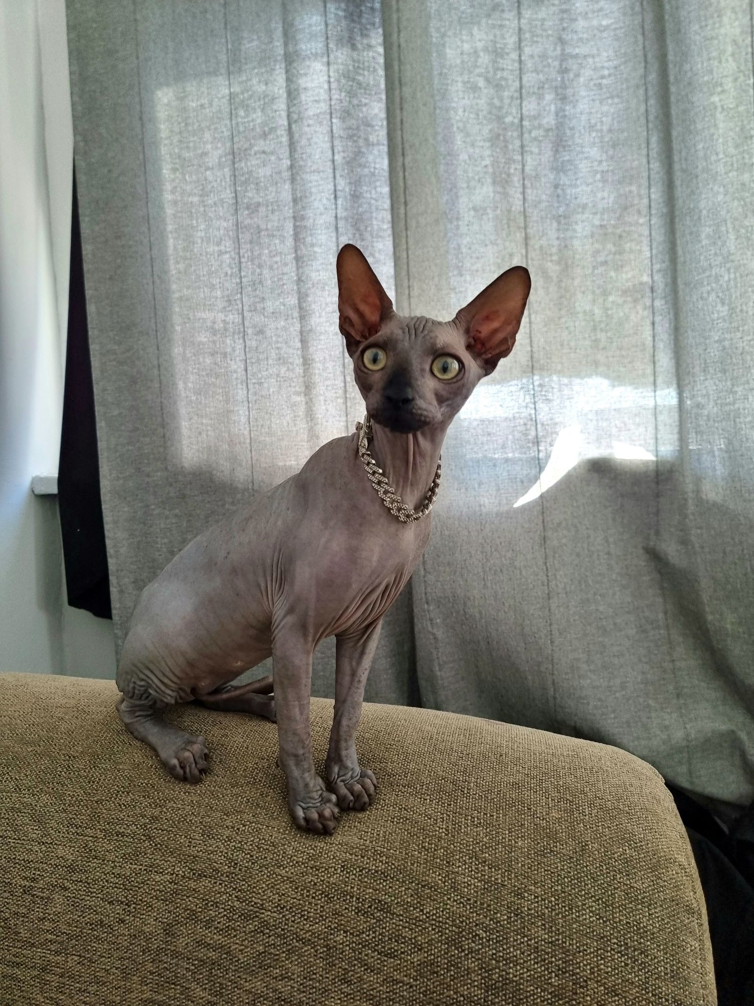 Pisică Sphynx Blue Dark Canadian