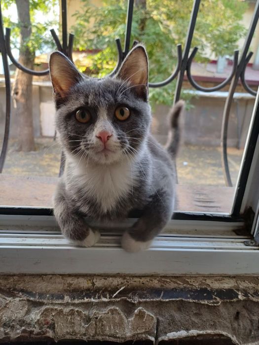 Котик ищет свою семью!