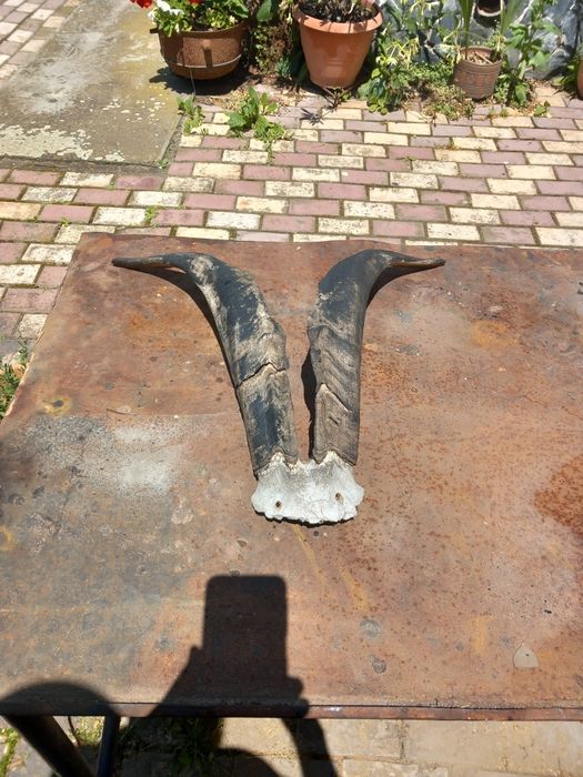 Se vând pereche coarne de țap