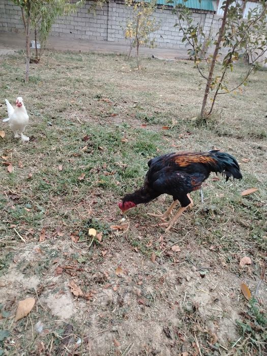 Dakan xo'roz sotiladi