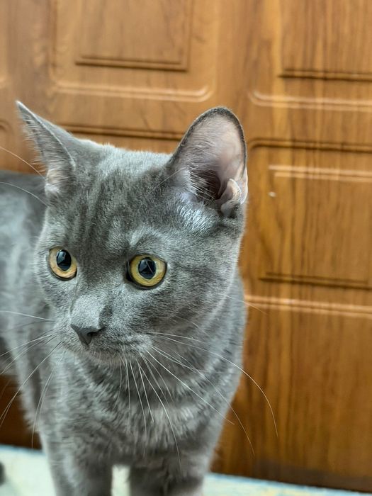 Отдам бесплатно кота британский скоттиш-фолд