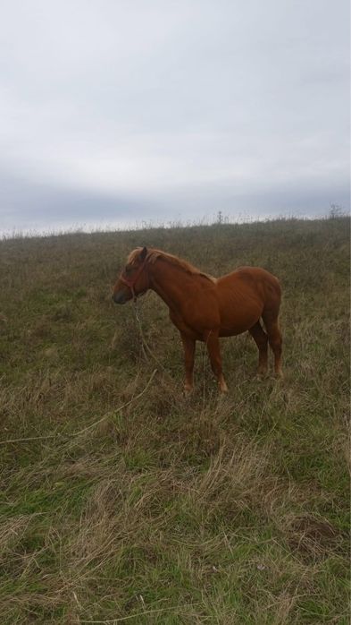 De vanzare armasar roib urgent !!!