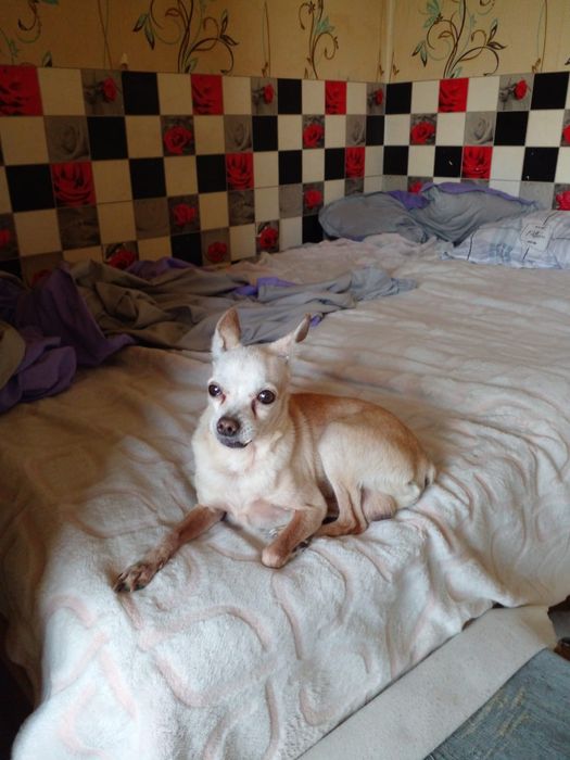 Пропала собака пинчер..