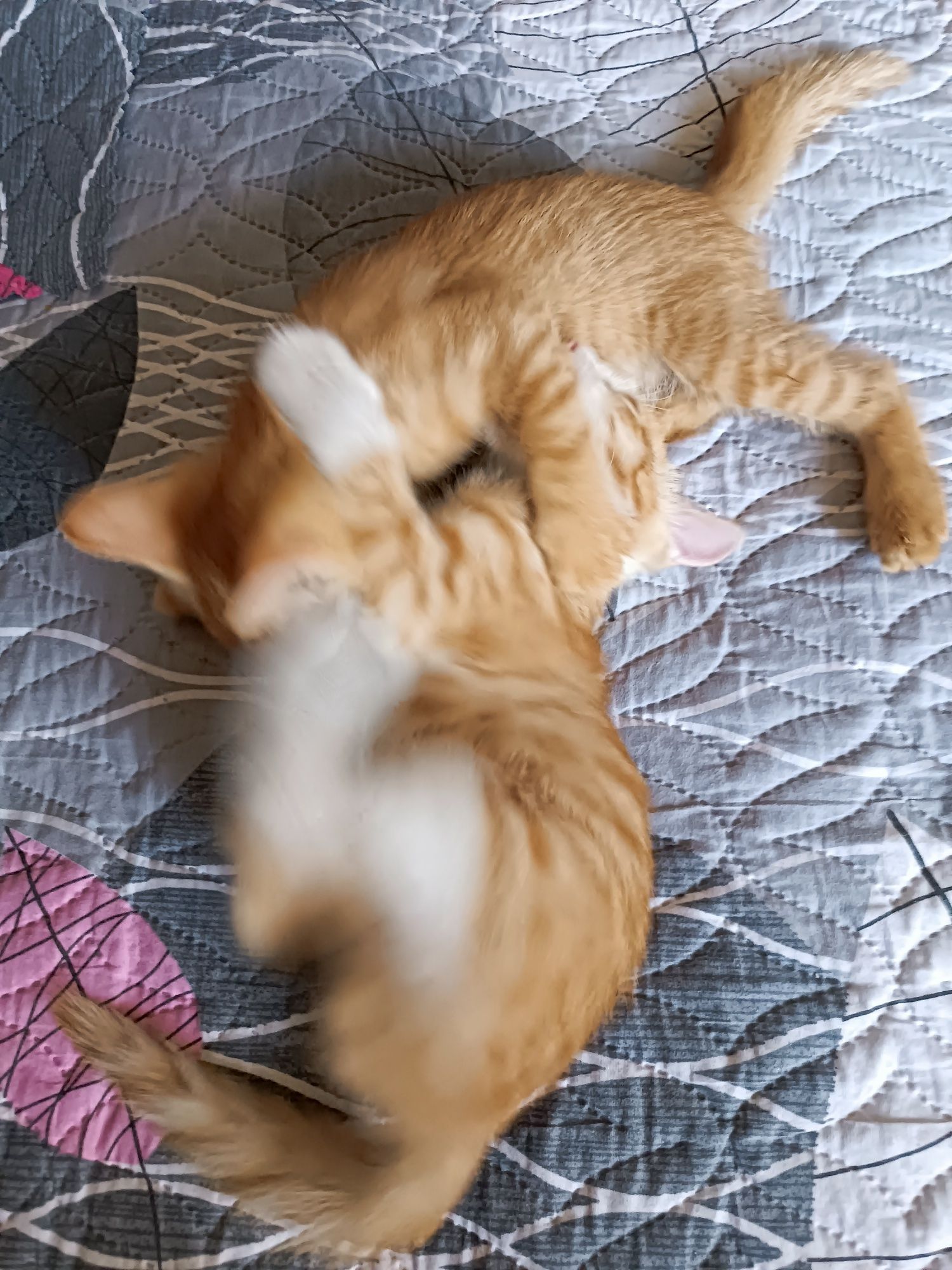 Отдам котят в добрые руки (3 месяца)