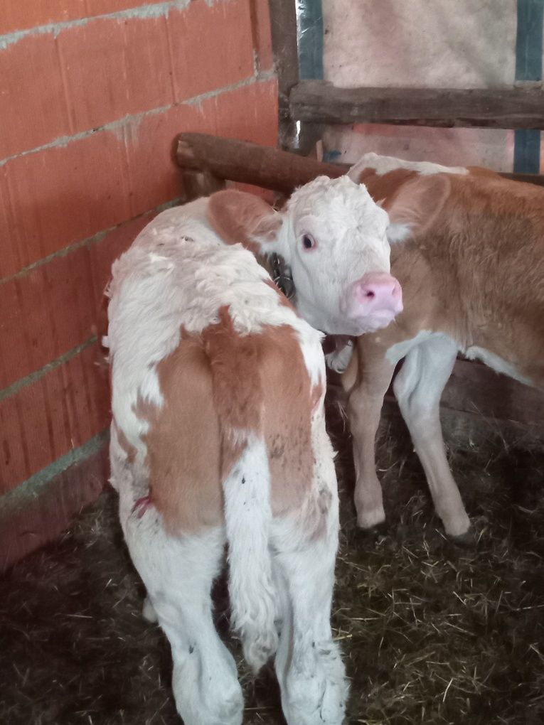 Vand două vitele batate de 6 saptamani