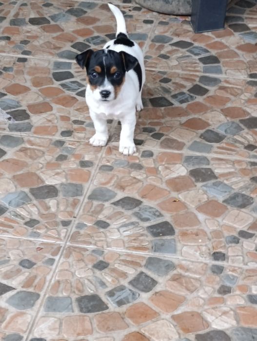 Căței Jakc Russell Terrieri