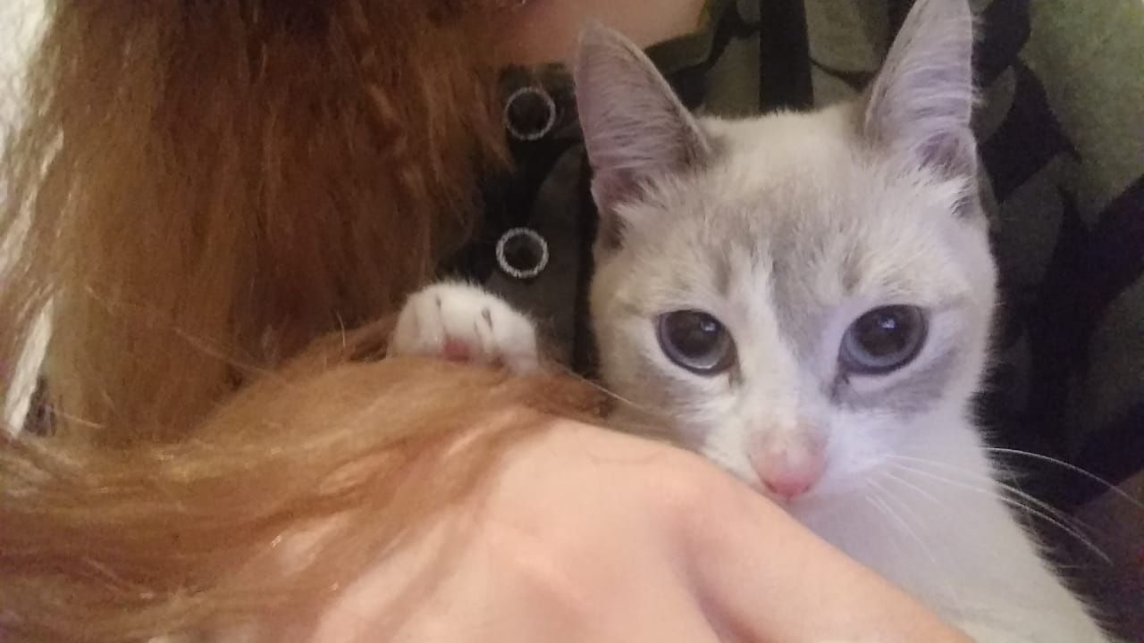 Отдам красивую кошечку в добрые н