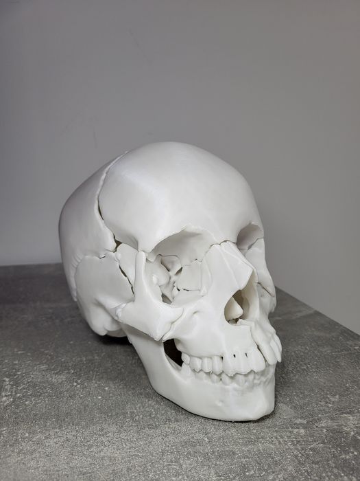 Craniu anatomic detasabil