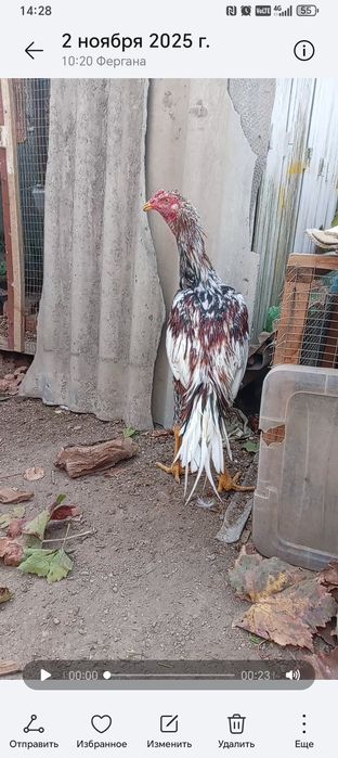 Россия зот сотилади ишончли нарса