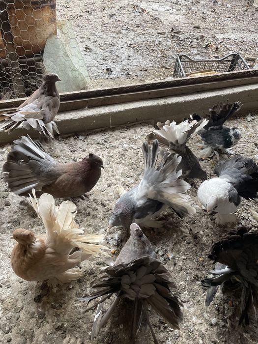 Vand porumbei voltati indieni