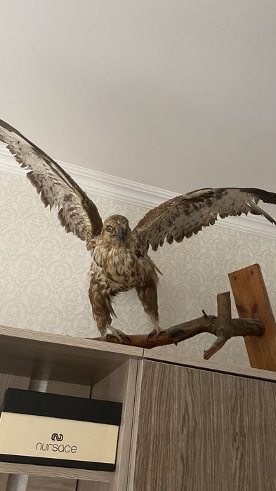 сувенир птиц катырылган