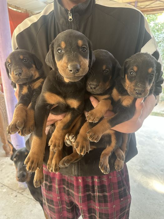 Продаются щенки добермана