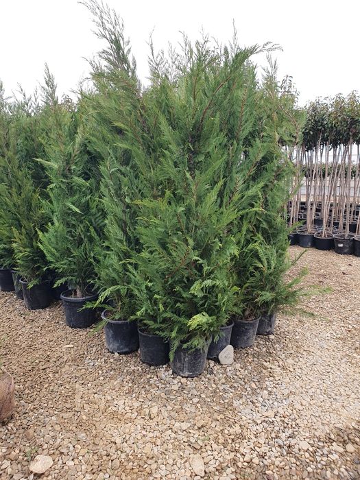 Cupressus leylandii 2.3m - 2.5m, asiguram transport și plantat!