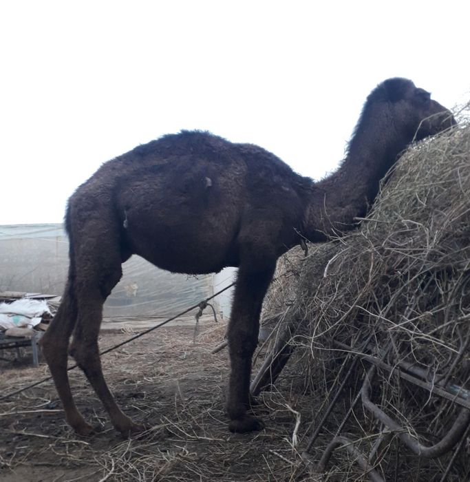 Туя сотилади еркак..