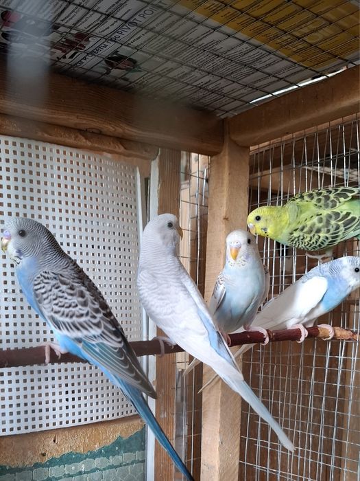 Волнистые попугаии 2-4 месяца