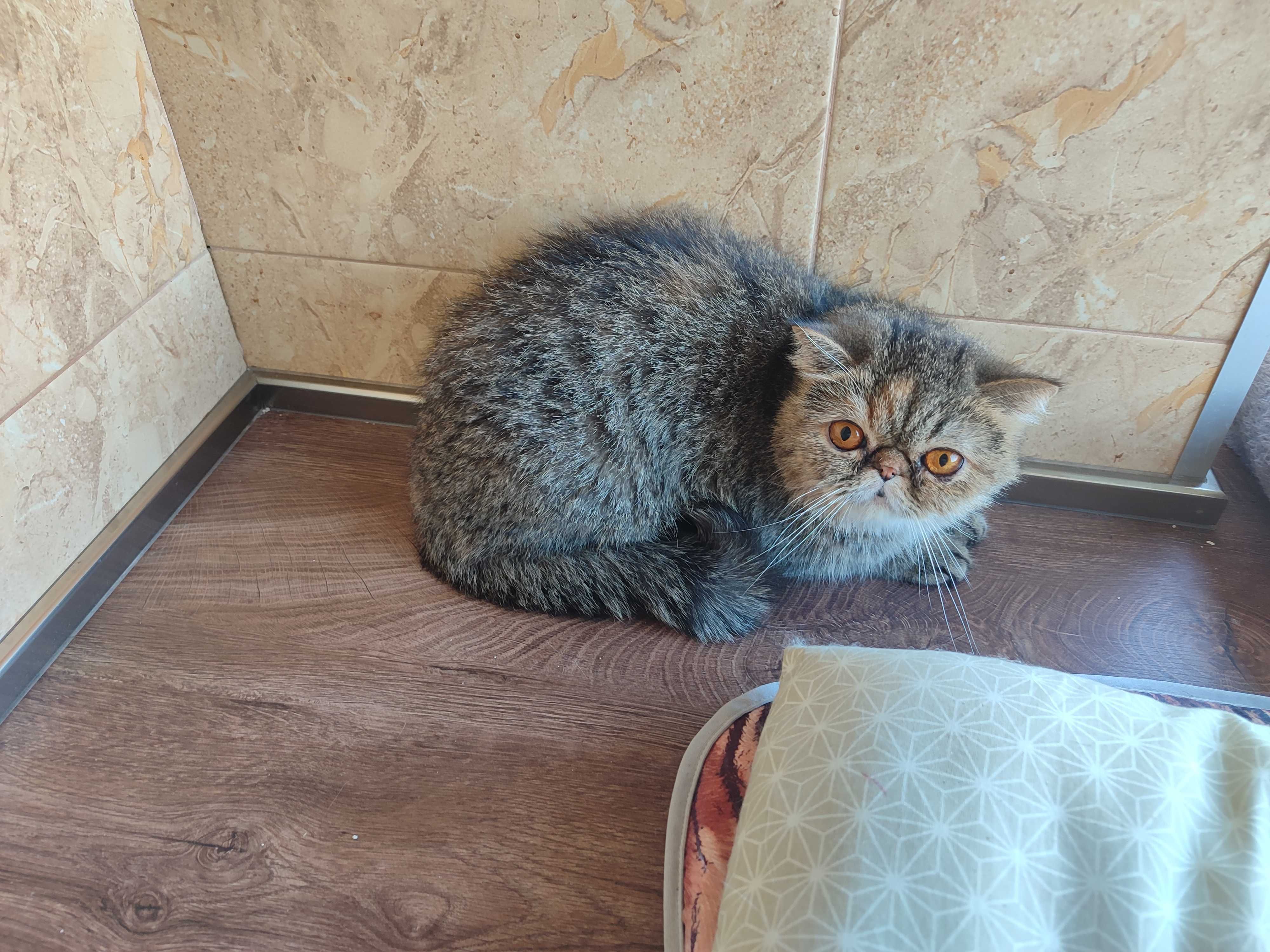 Женска екзотична персийска котка на 1 година и 11 месеца.