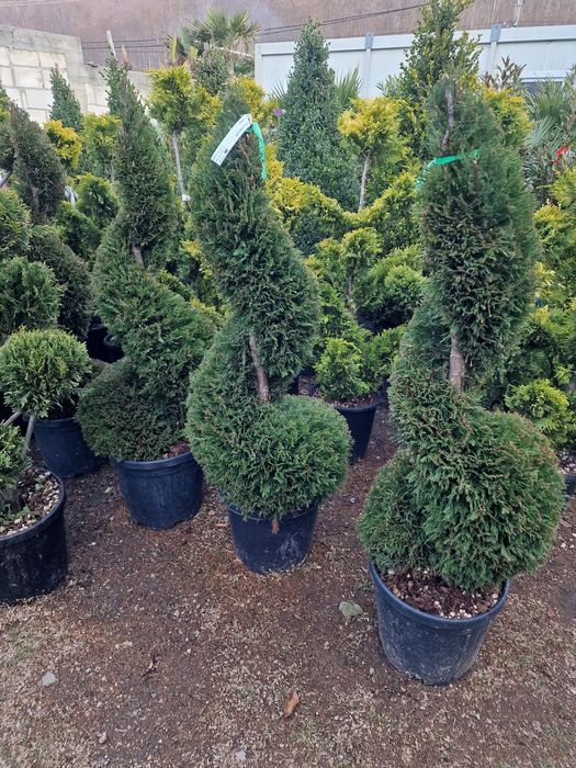 Poze reale  !!! Palmier, photinia red robin, ienupar tarator, buxus