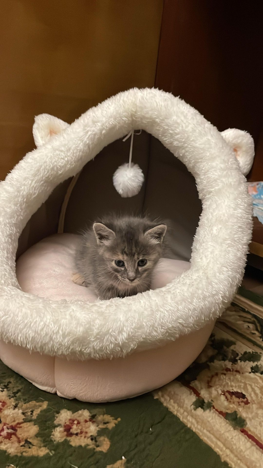 Отдам котенка, девочка