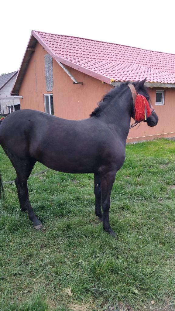 De vand sau schimb manza de 10 luni