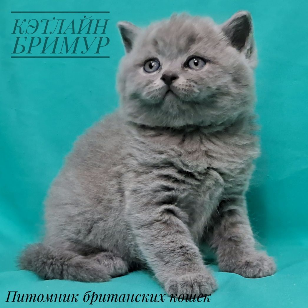 Британские котята из питомника!