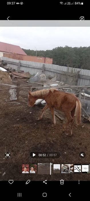 Продам жеребчика