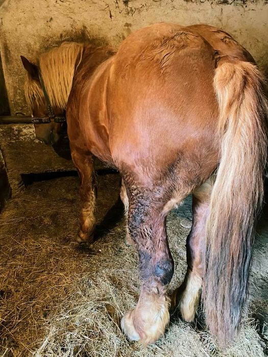 Manz 2 ani foart greu de izvin Garantat de ham ! Schimb