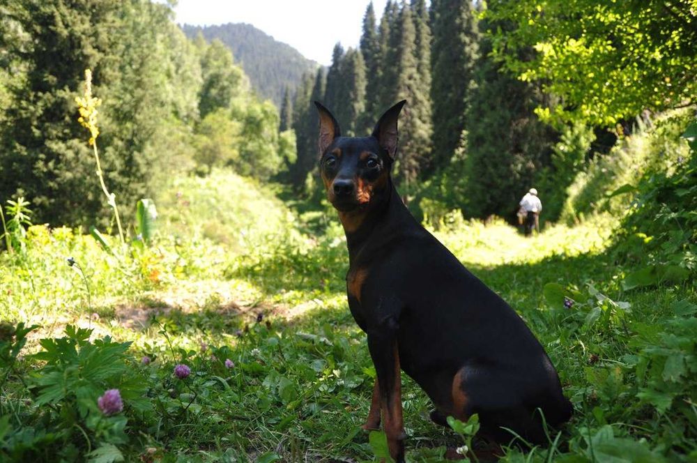 Вязка, мальчик цвергпинчер в поисках любви