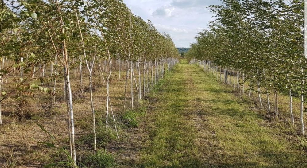 Platani/Tuia leylandi/ Mesteacăn/Brazi