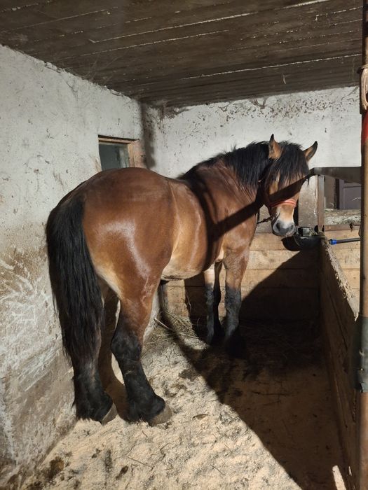 Schimb mânz 2,5 ani.