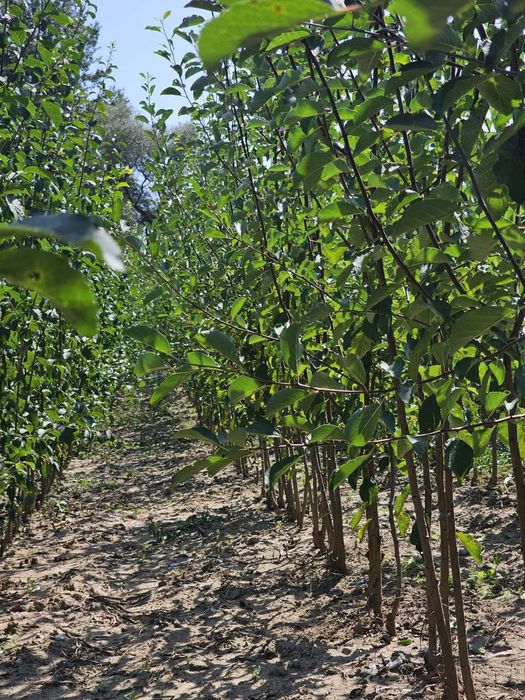 Promo Puiet Nuc Selecționat En Gross/En-Detail,la 100 puiet, 5 gratis