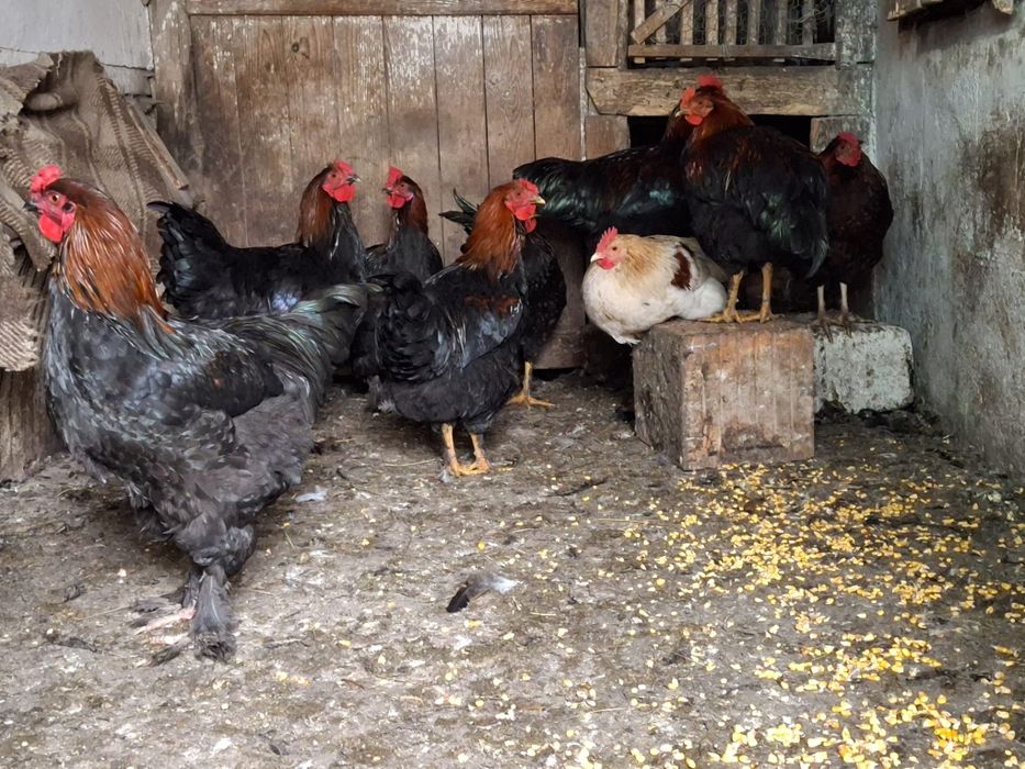 Vând cocosi, tineret de 5-6 luni