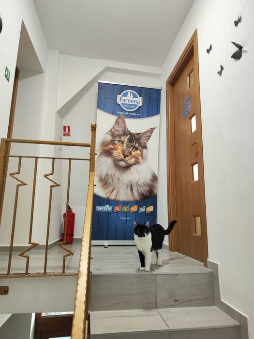 Afacere la cheie cabinet veterinar Brasov concept unic in Romania