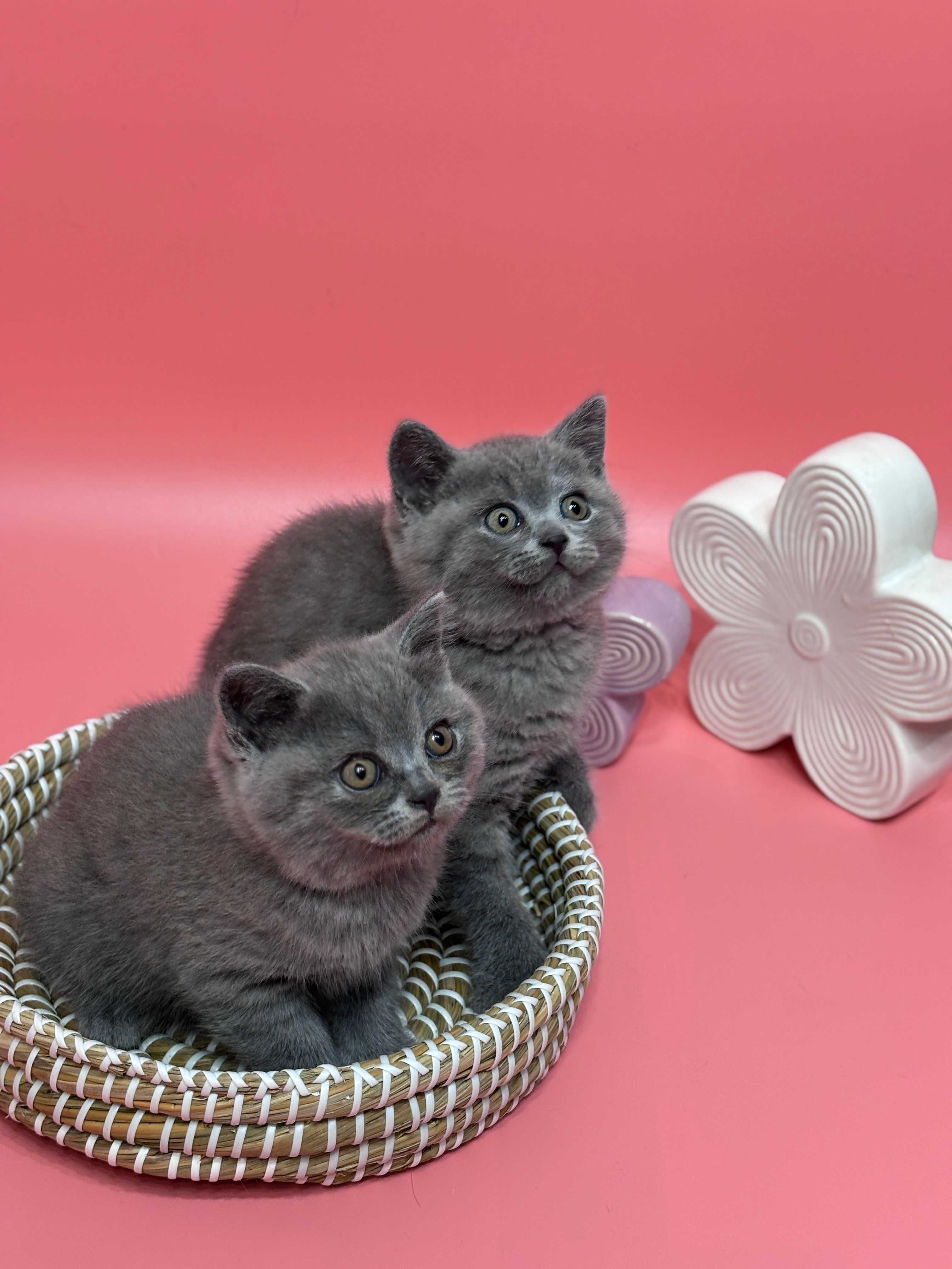 Британски котенца