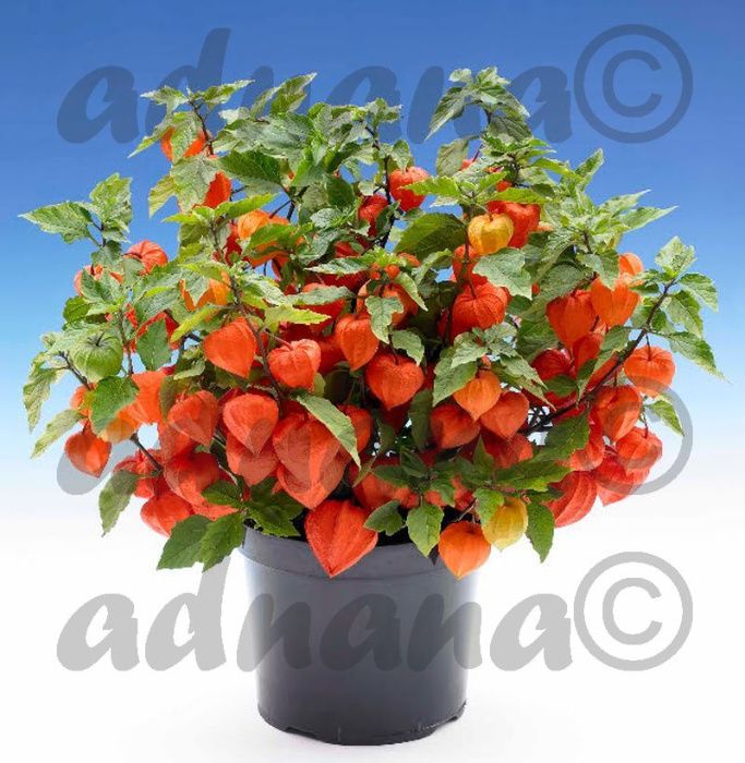 Plic 400 Seminte Physalis Edulis – Papalau Lampion chinezesc