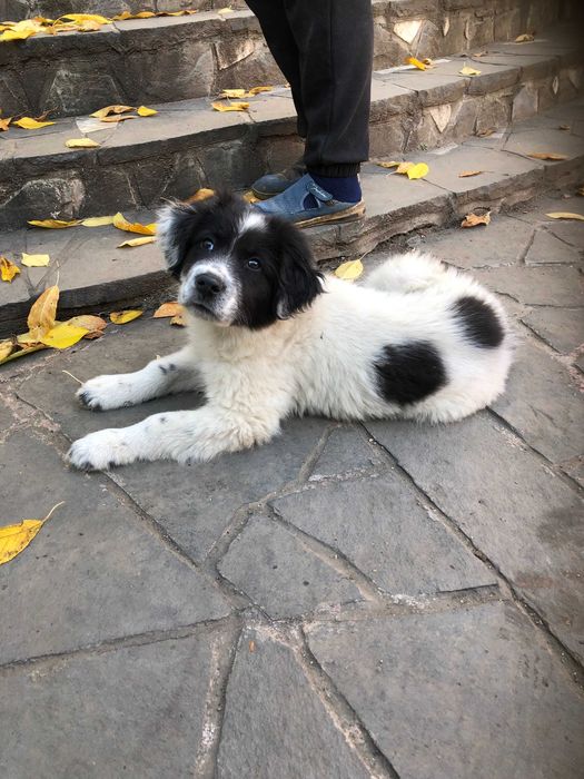 Ciobanesc de Bucovina