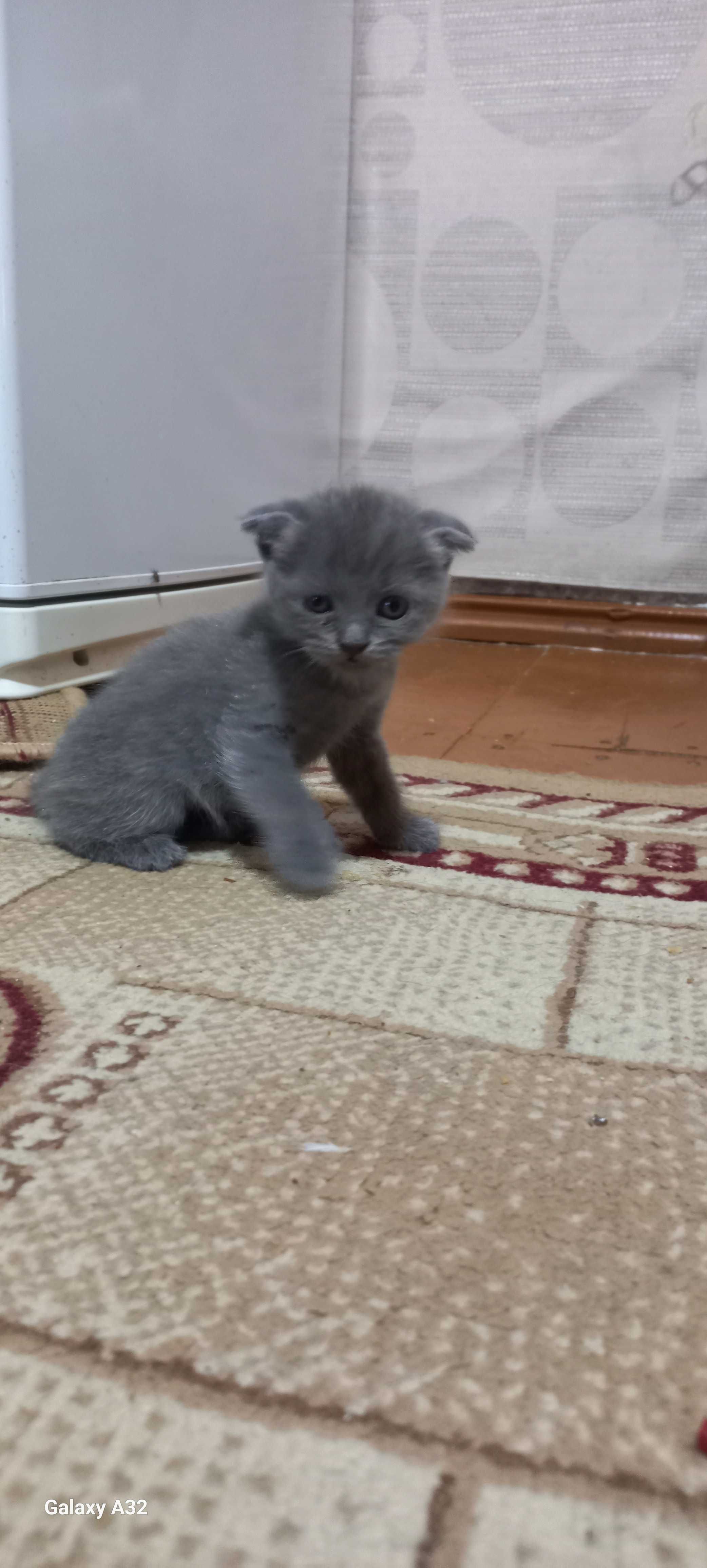 Котята на продажу