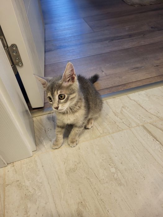 Подарява се женско коте.