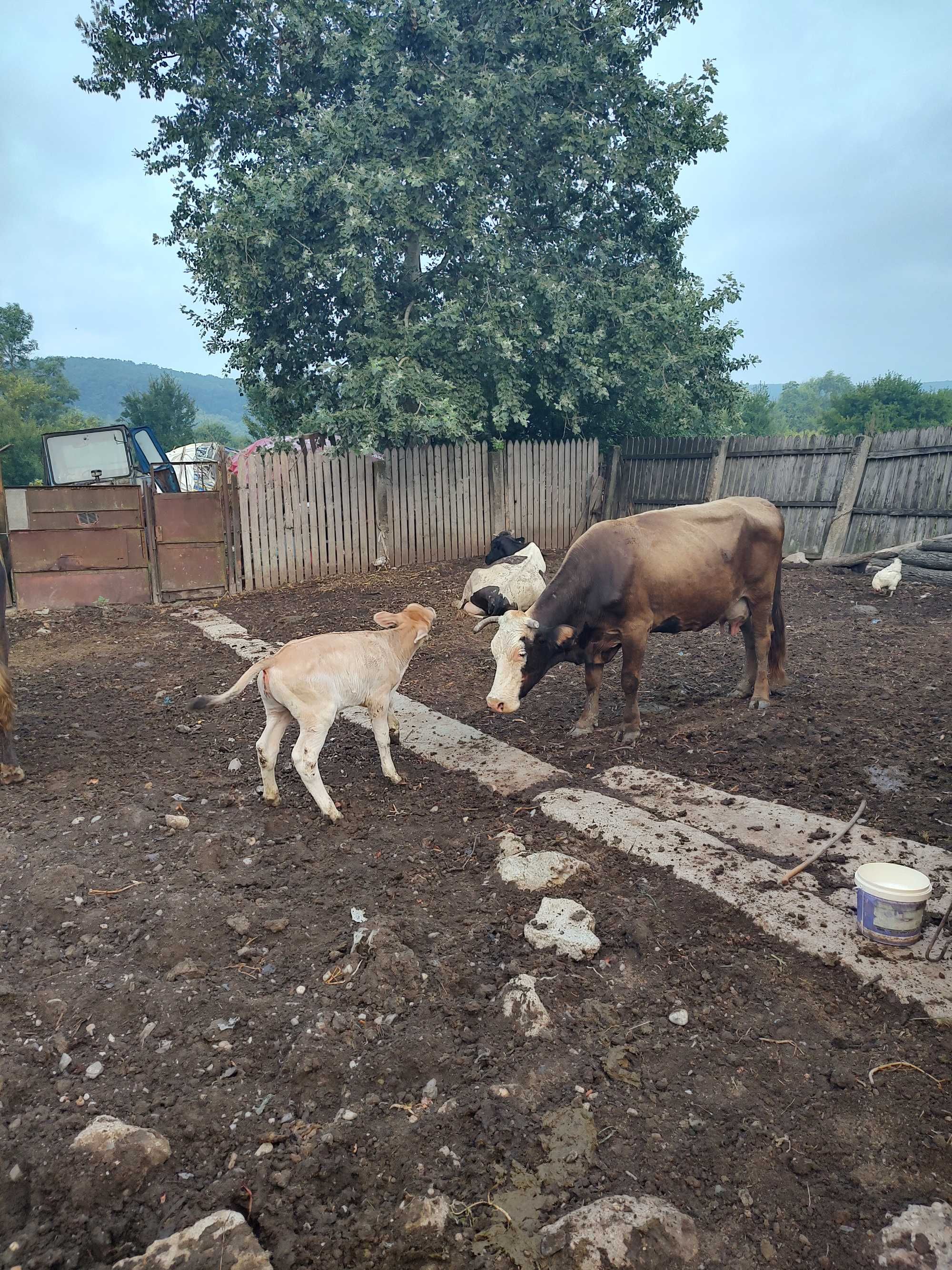 Vaca  +2 Vitei se află în satul balota de sus comuna Murgași