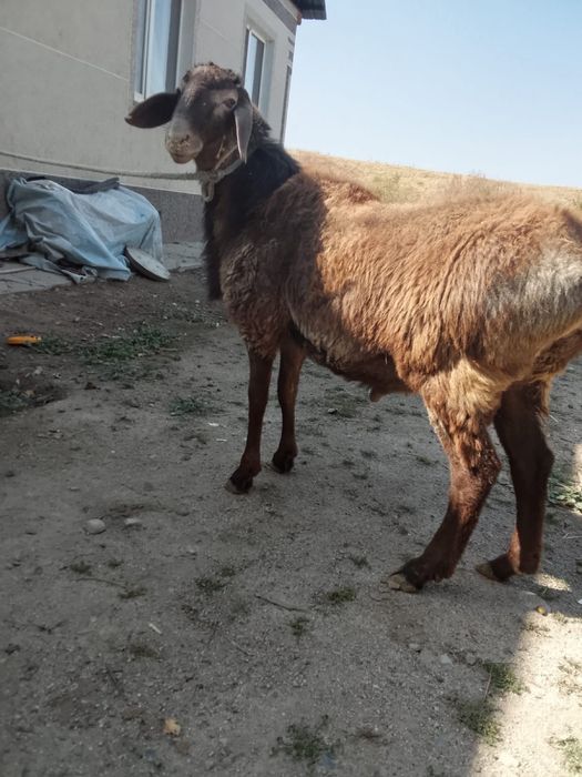 Гисар 1,5 года.