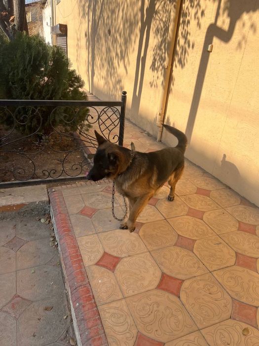 Продается щенок порода немецкая авчарка