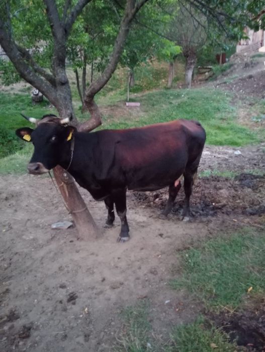 Vând vacă de țară